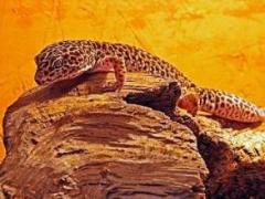 Reptilienzoo