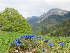 Falkenhütte