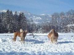 Ferienhof Althaus