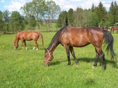 Reitverein Oberallgäu