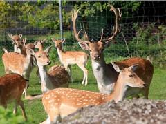 Schongauer Märchenwald und Tierpark