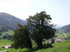 Balderschwang