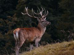 Alpenwildpark