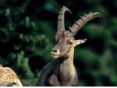Alpenwildpark